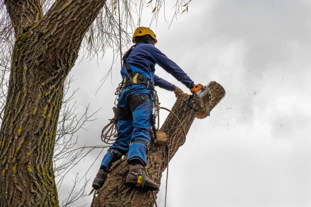 Why Choose Our Tree Removal Services in Ashley, OH?